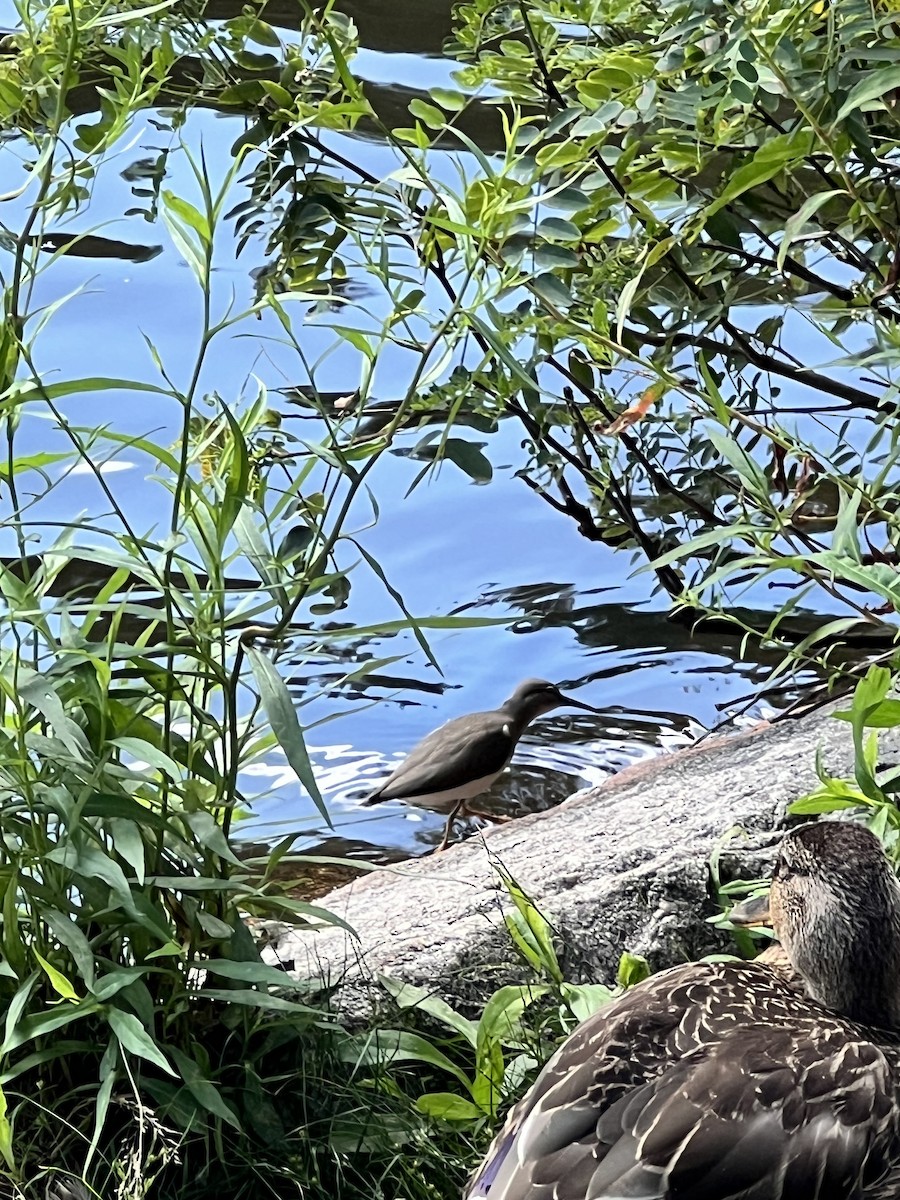 Spotted Sandpiper - ML599487251