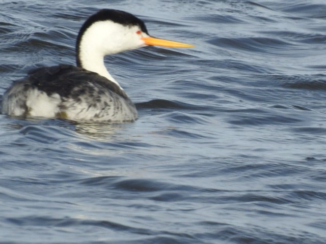 Clark's Grebe - ML59948751