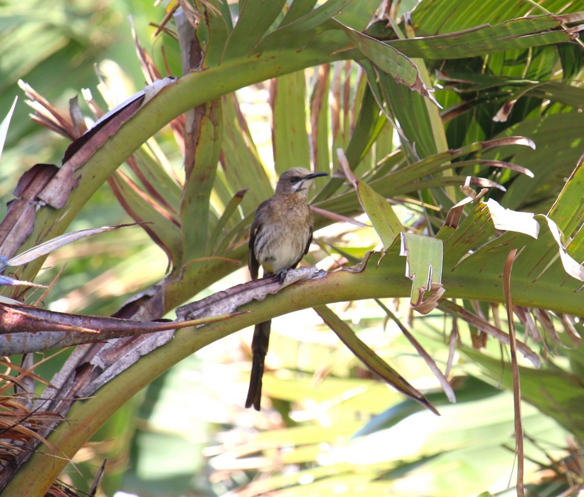 Cape Sugarbird - ML599487551