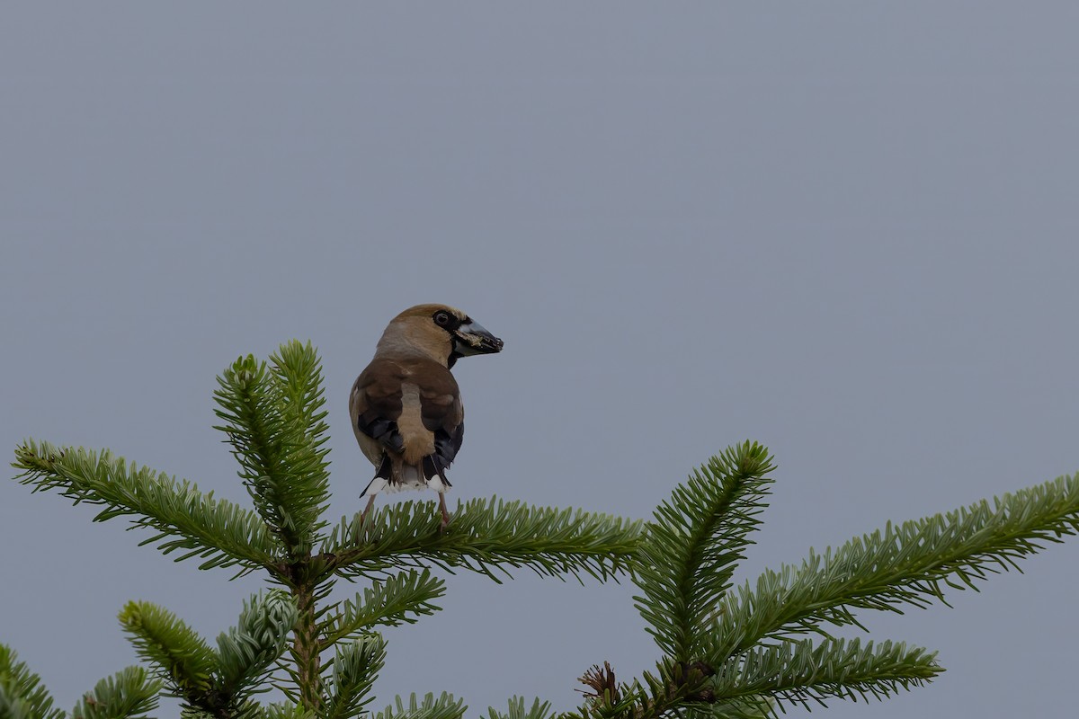 Hawfinch - Kasia & Takashi Someya