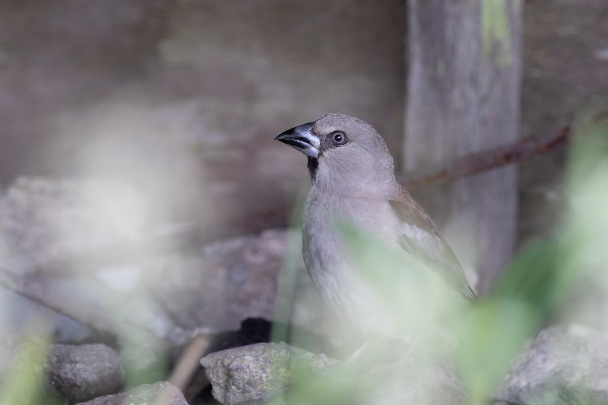 Hawfinch - ML599487751