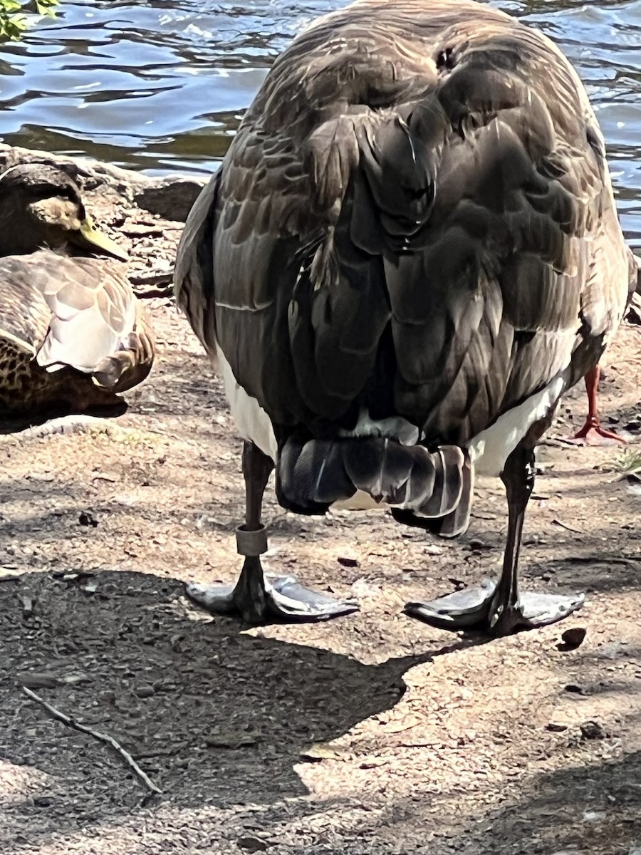 Canada Goose - ML599488031