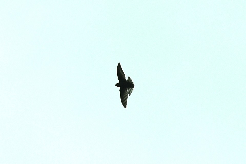 Common Swift - ML599488101