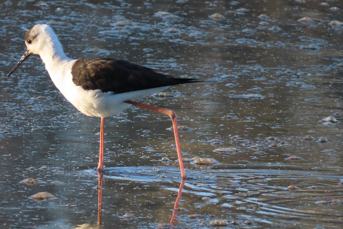 Pied Stilt - ML599489241