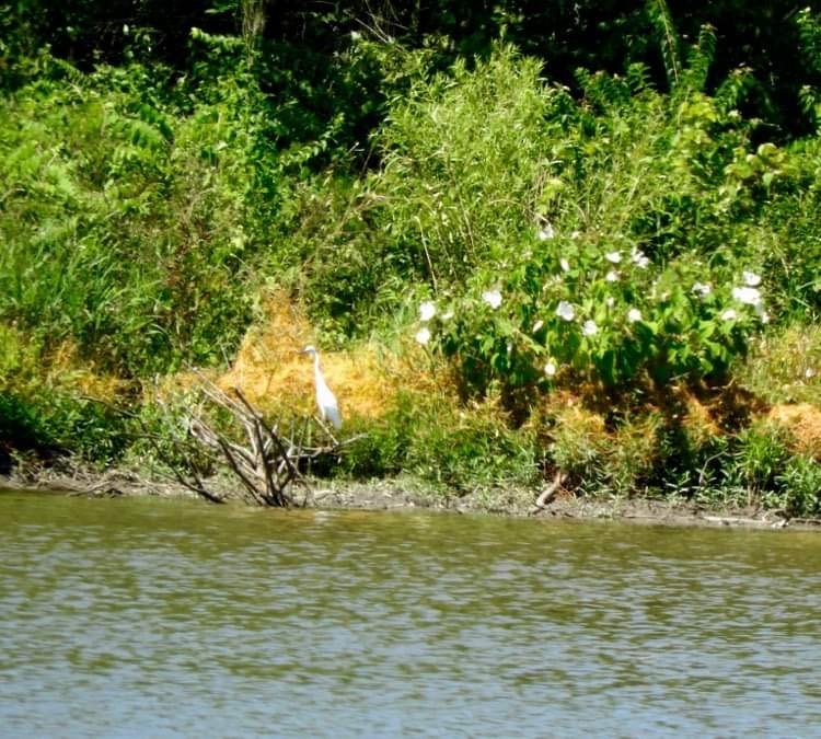 Snowy Egret - ML599489351
