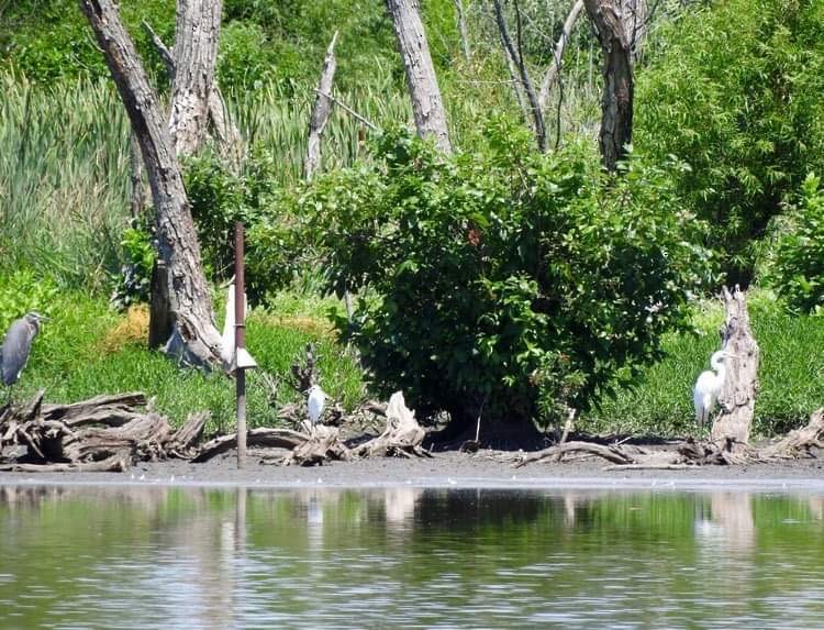 Snowy Egret - ML599489361