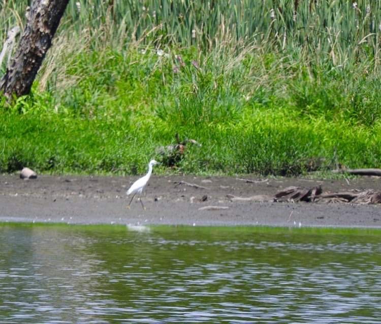 Snowy Egret - ML599489371