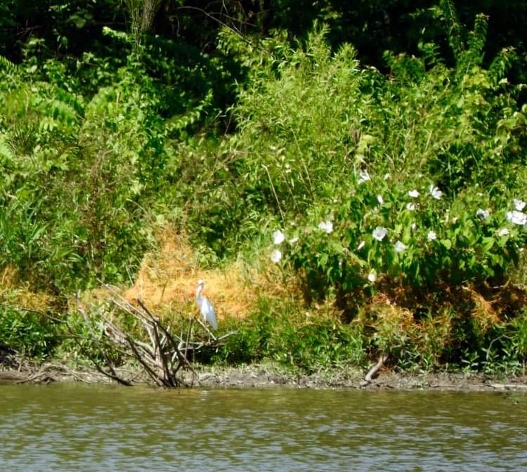 Snowy Egret - ML599489381
