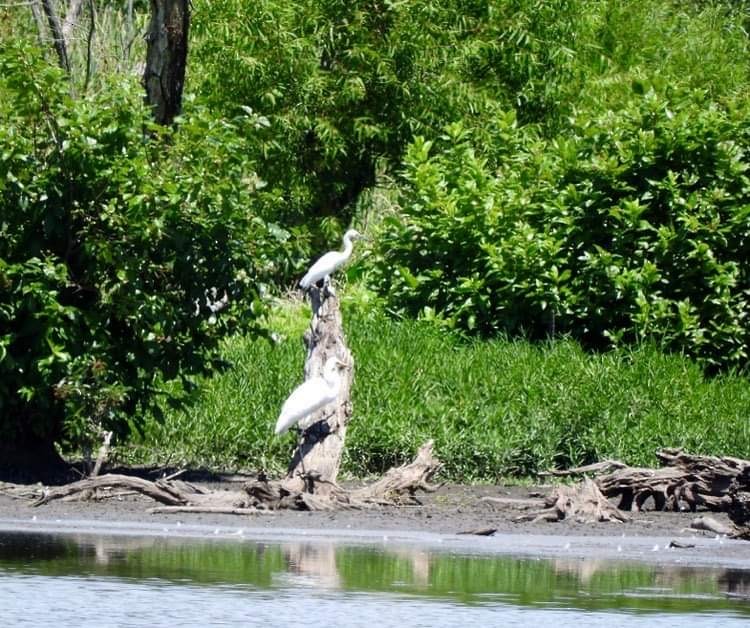 Snowy Egret - ML599489711