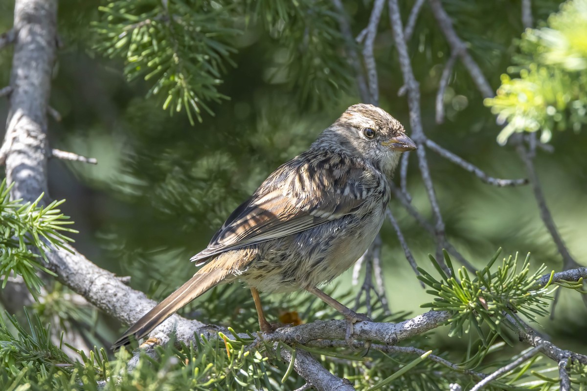 White-crowned Sparrow - Diane Hoy