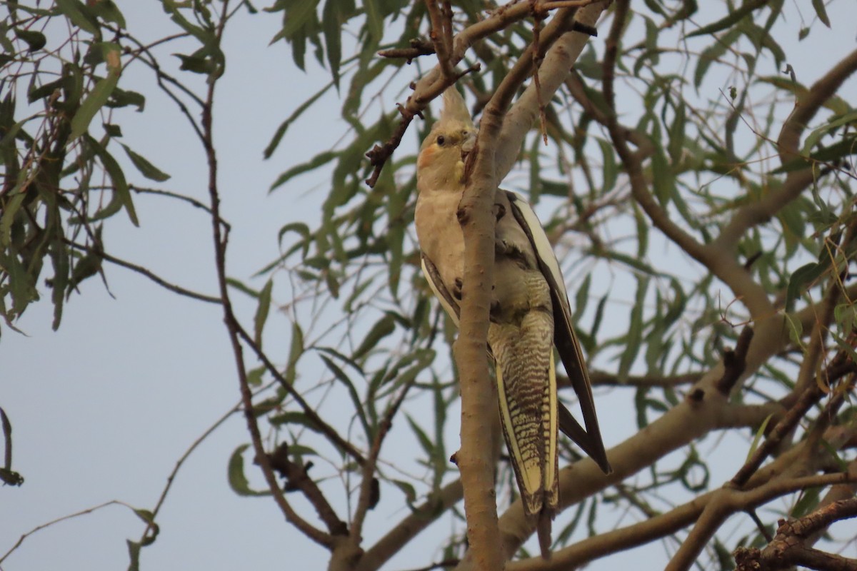 Cockatiel - ML599489961