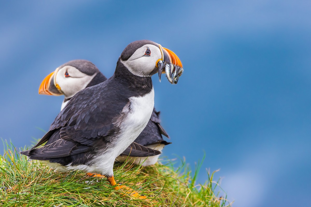 Atlantic Puffin - ML599490201