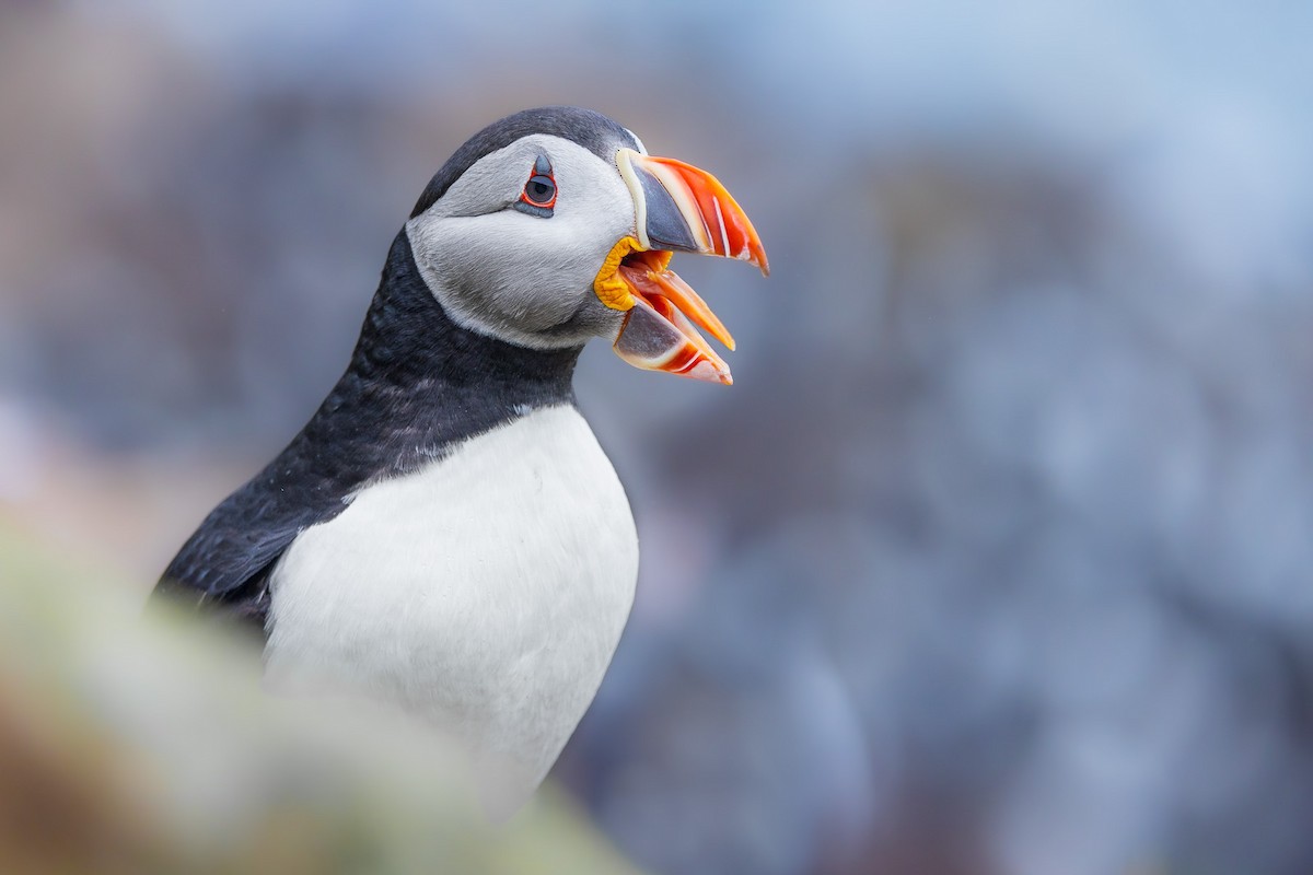 Atlantic Puffin - ML599490211