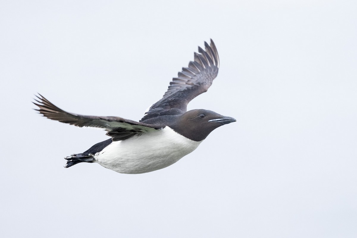 Thick-billed Murre - ML599490241