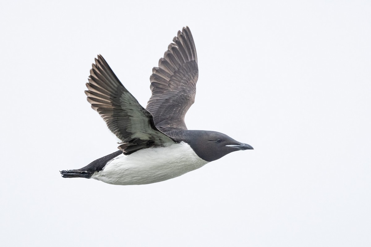 Thick-billed Murre - ML599490251