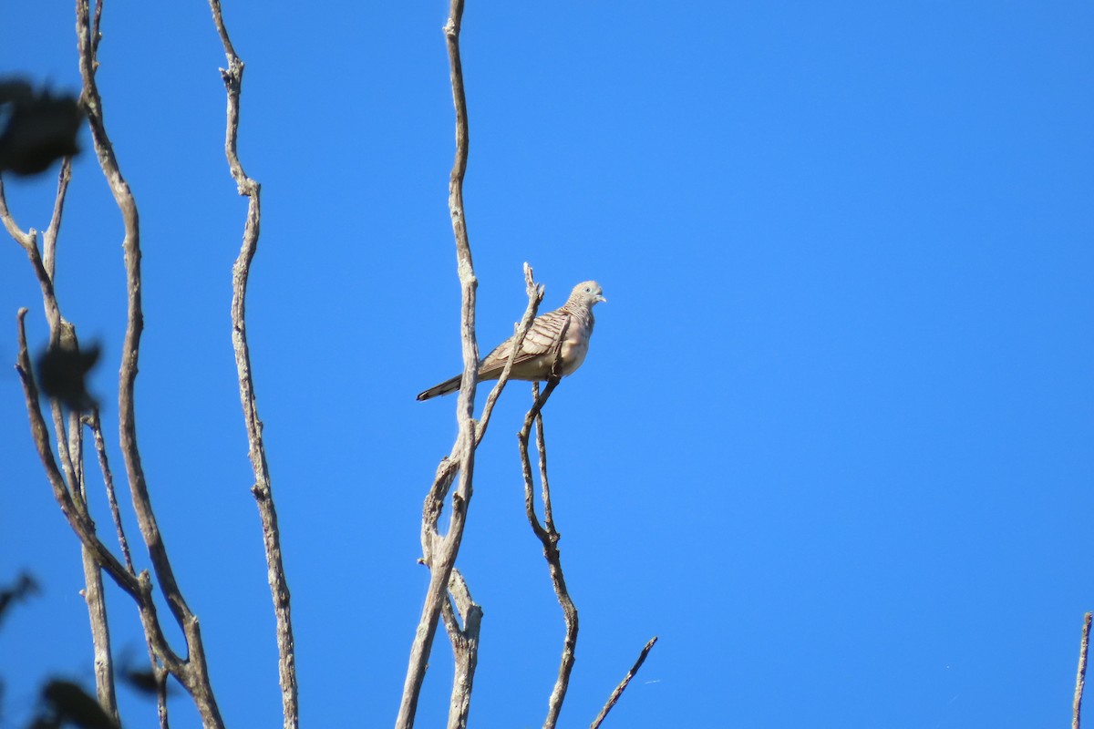 Peaceful Dove - ML599490331