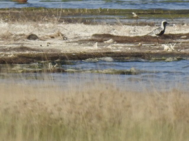 Black-bellied Plover - ML59949071