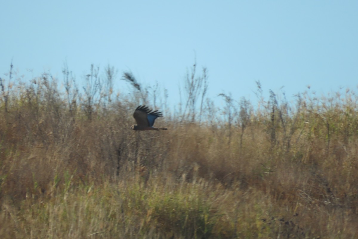 Spotted Harrier - ML599490771