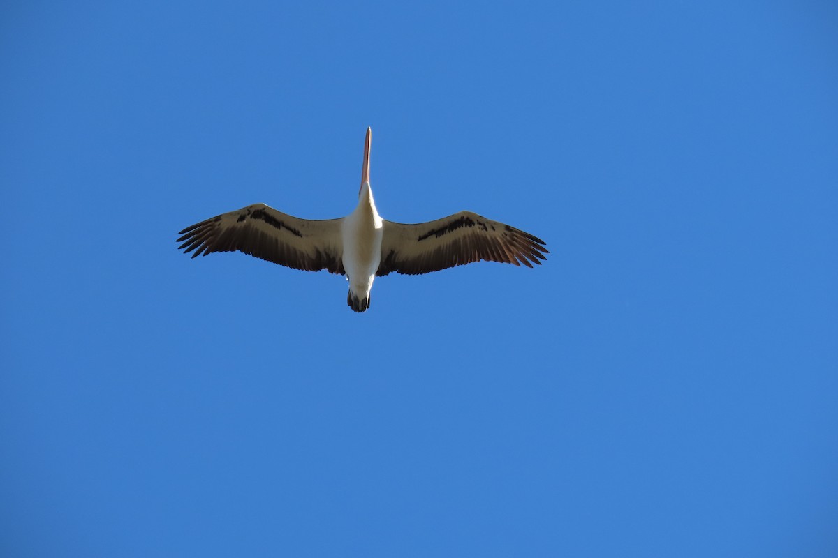 Australian Pelican - ML599492211