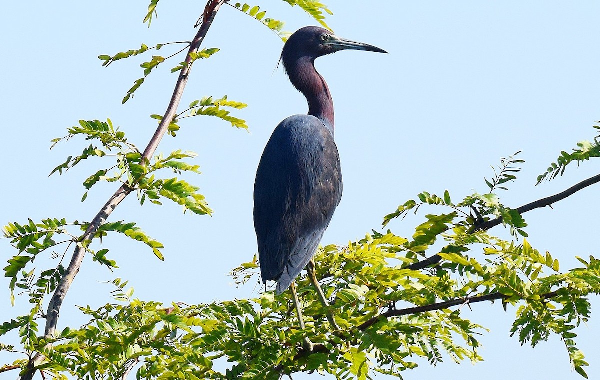 Little Blue Heron - ML599492921