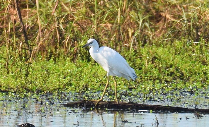 Little Blue Heron - ML599492931