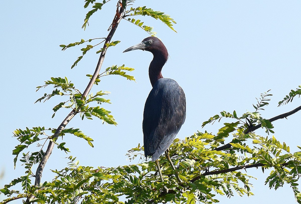 Little Blue Heron - ML599492941