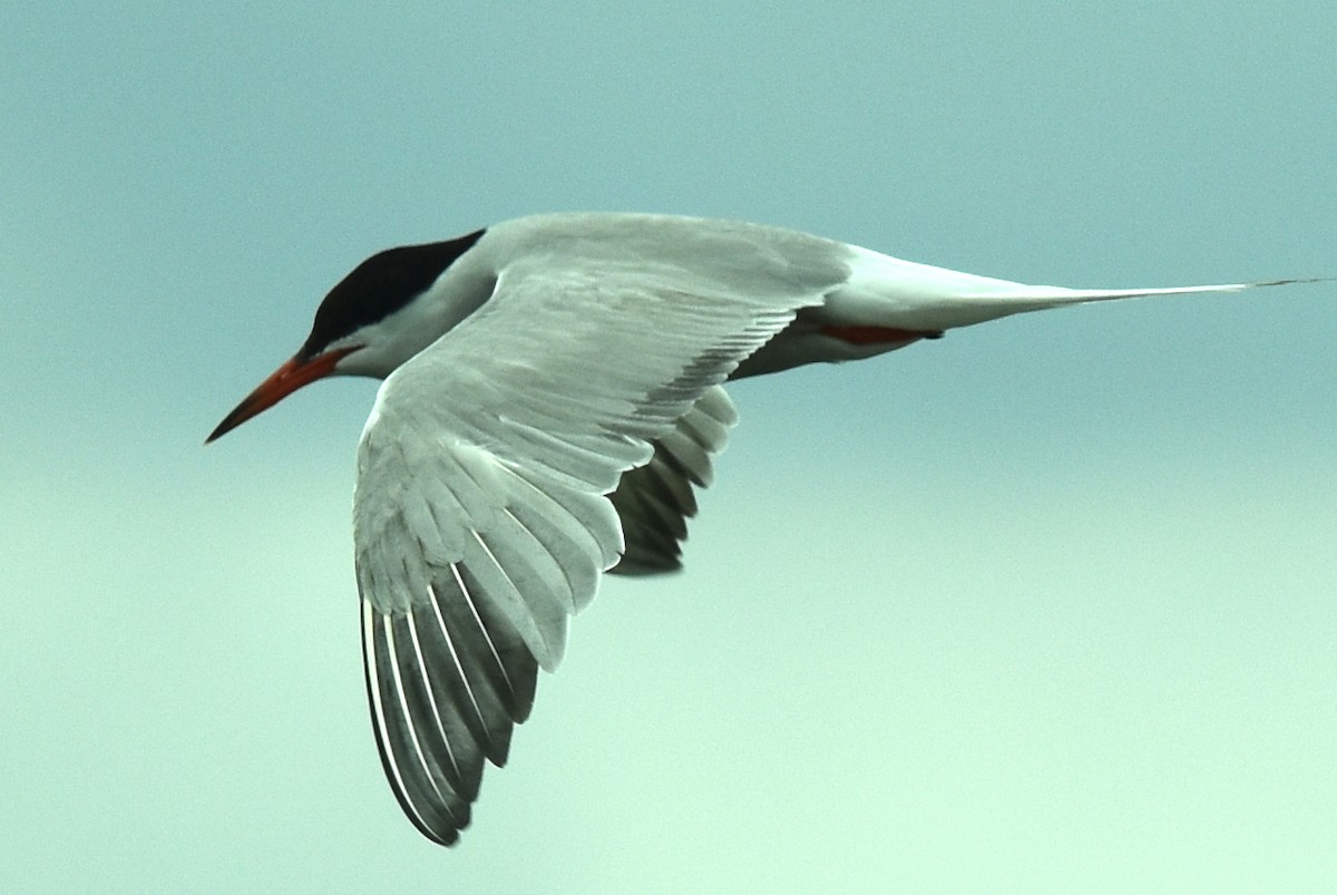 Common Tern - ML599494271