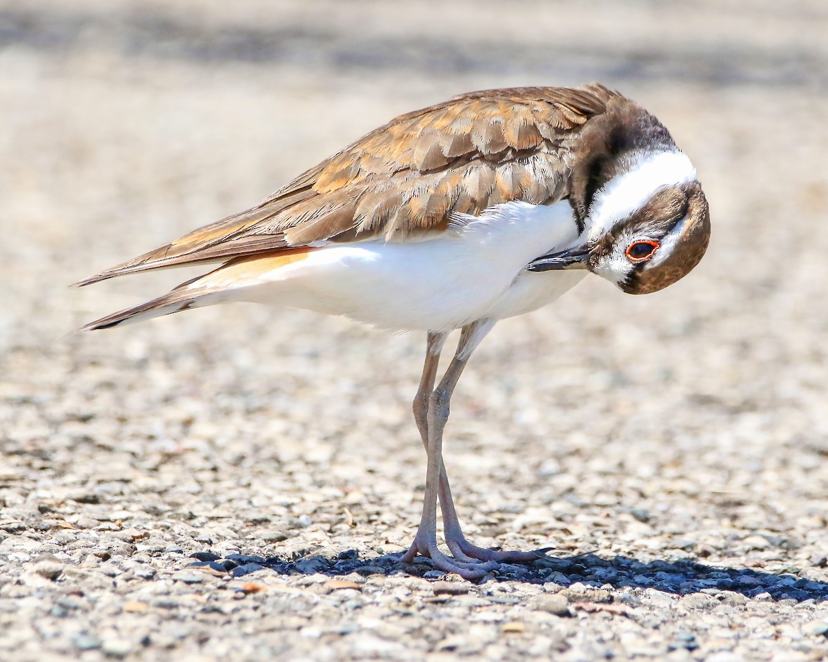 Killdeer - ML59949471