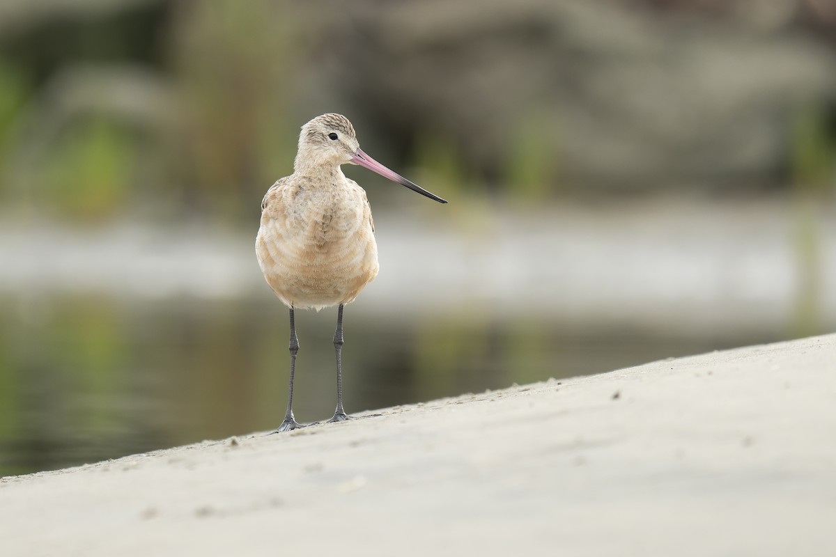 Marbled Godwit - ML599495451