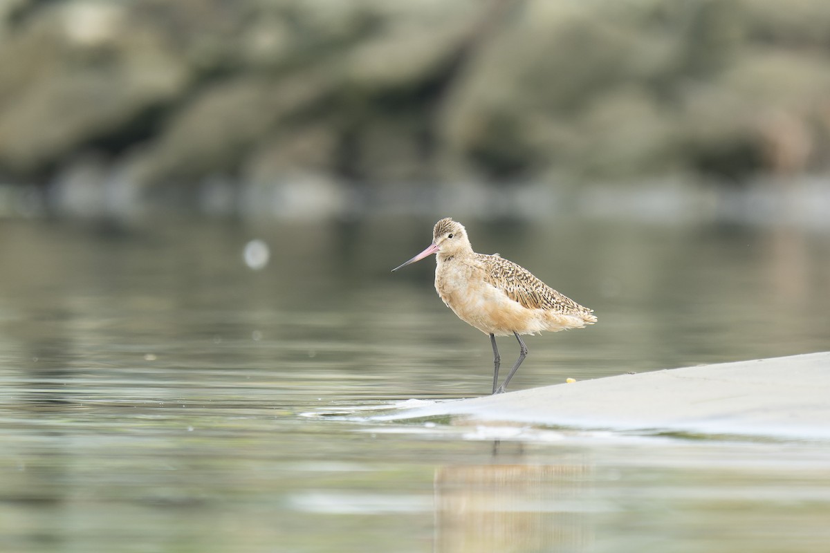 Marbled Godwit - ML599495481