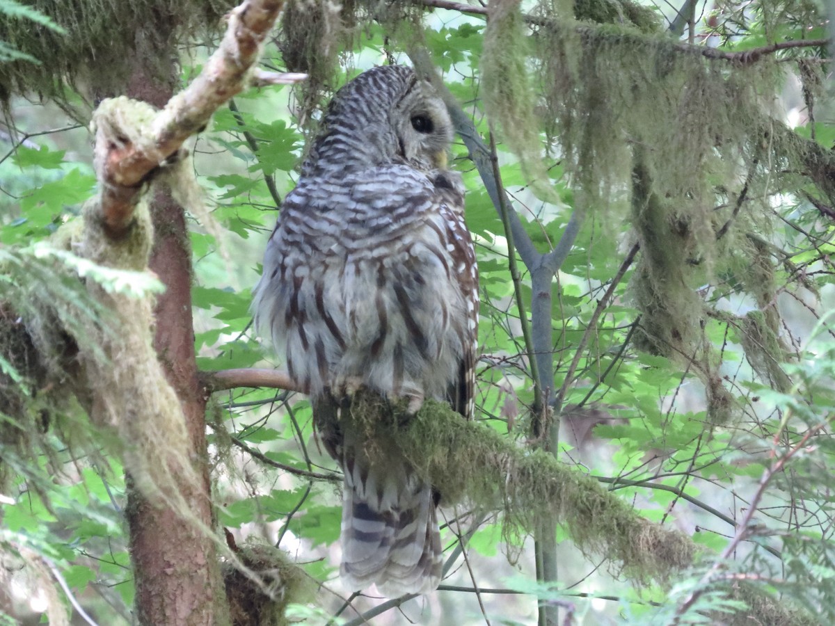 Barred Owl - ML599495681
