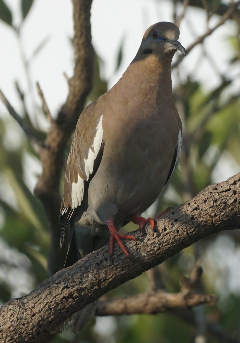 White-winged Dove - ML599496671