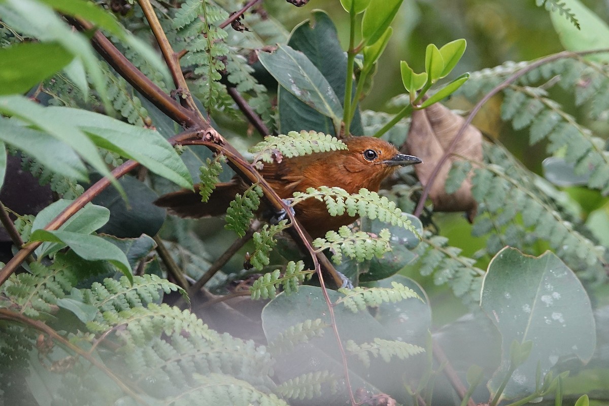 Blackish Antbird - Daniel Pacheco Osorio