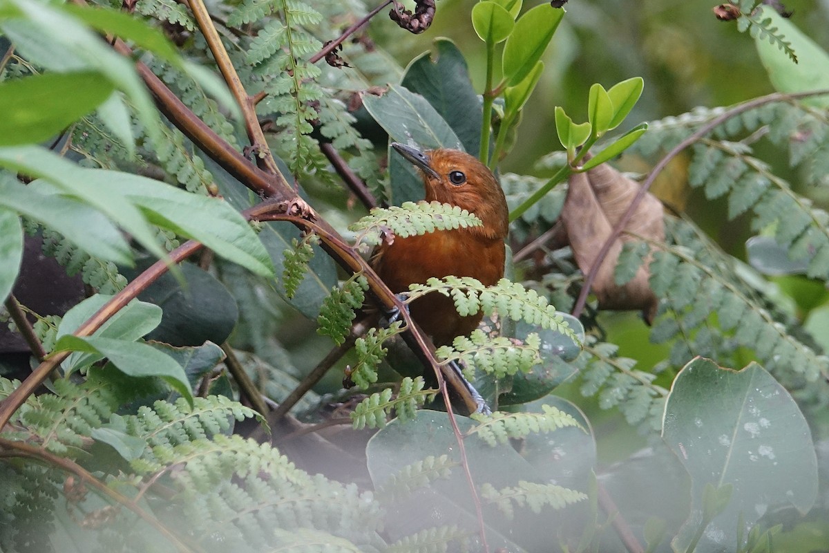 Blackish Antbird - Daniel Pacheco Osorio