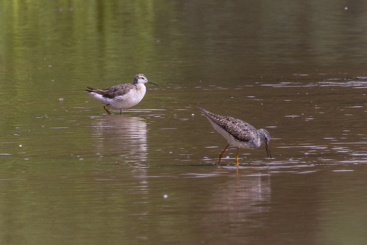 hvithalesvømmesnipe - ML599498051