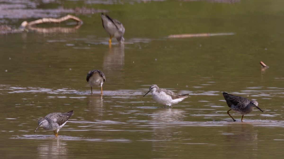 Wilson's Phalarope - ML599498061