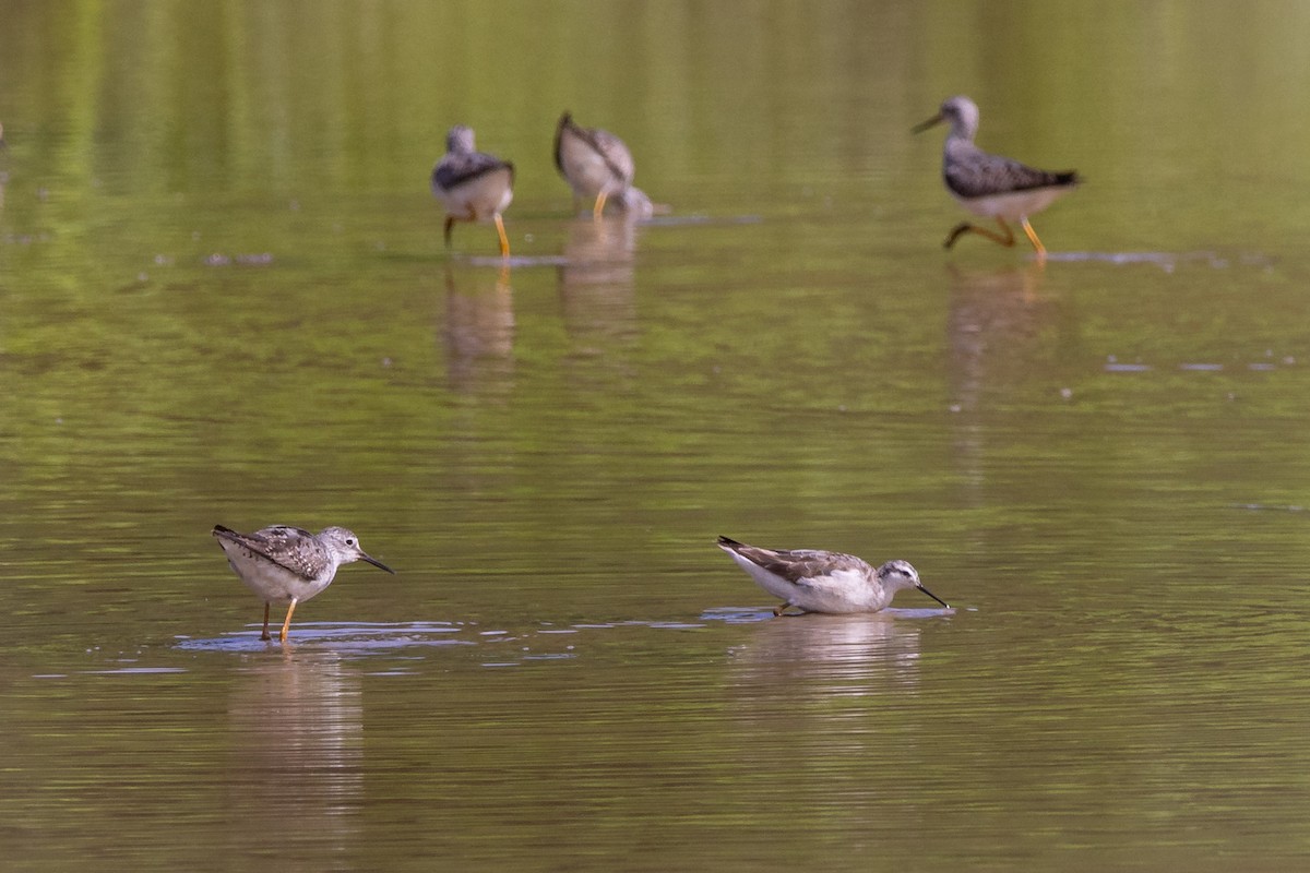 hvithalesvømmesnipe - ML599498071