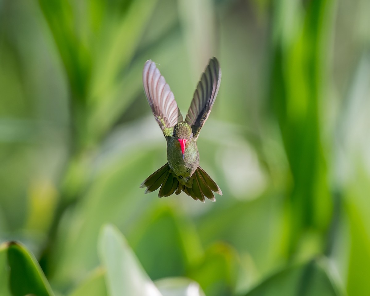 Gilded Hummingbird - ML599498211