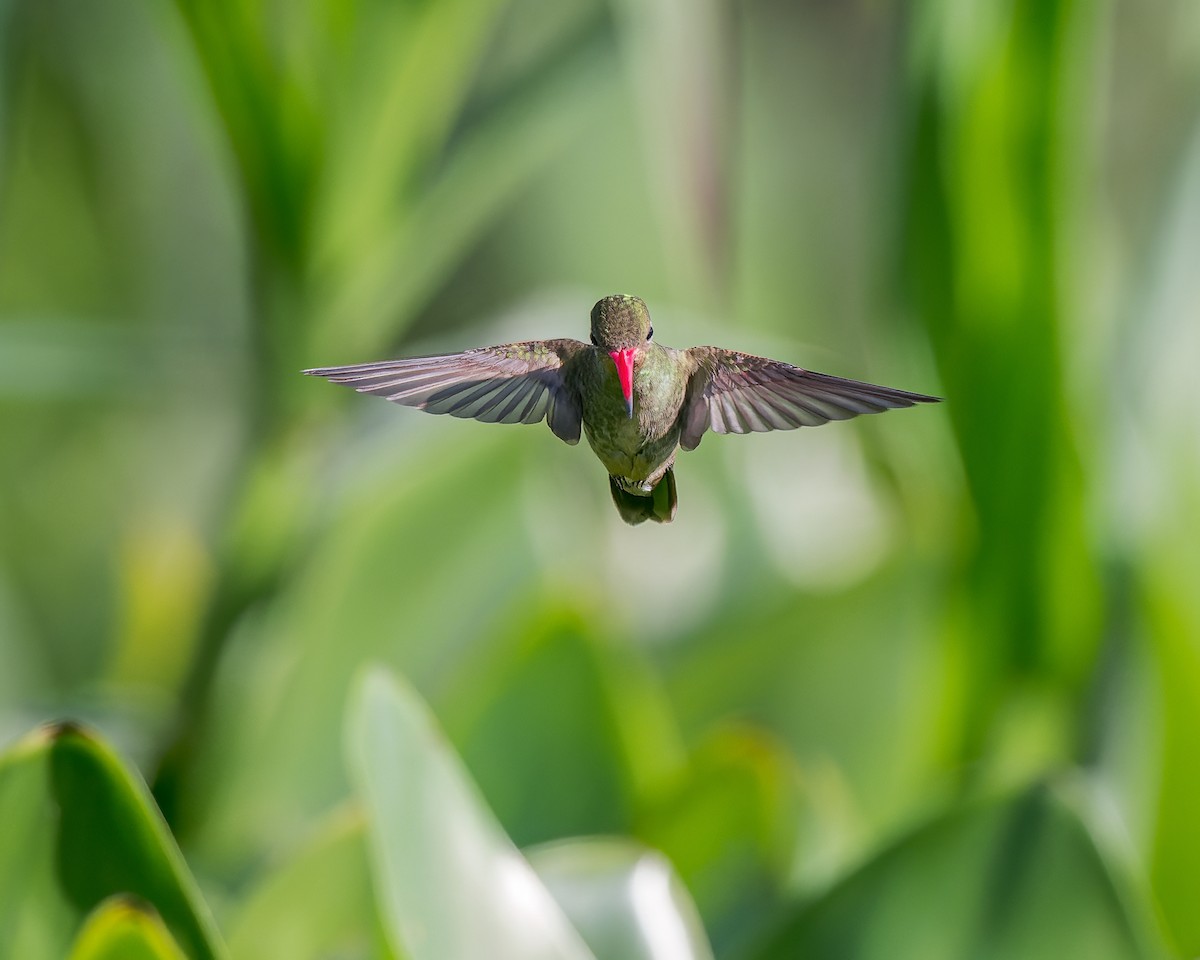 Gilded Hummingbird - ML599498221