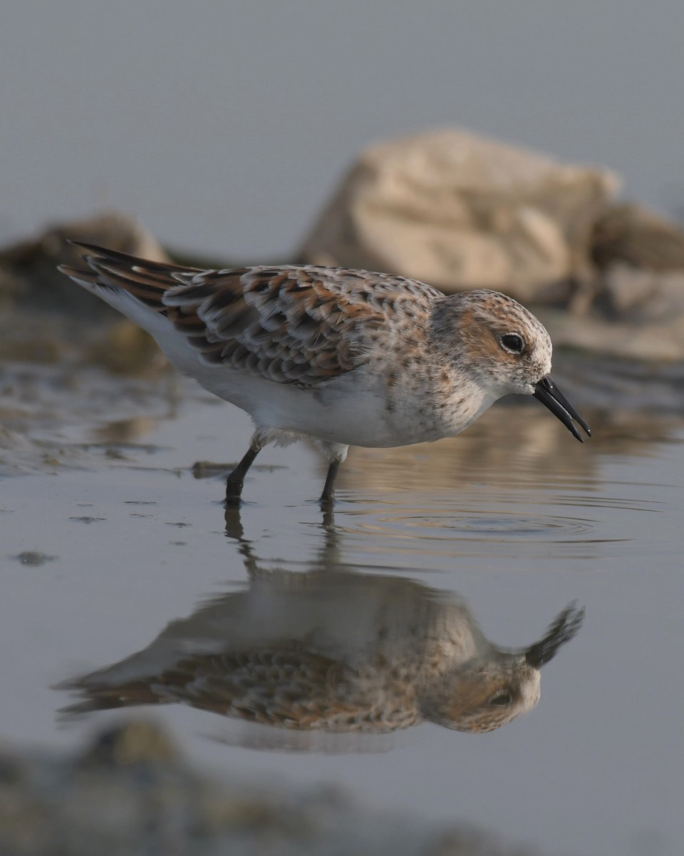 Little Stint - ML599498371