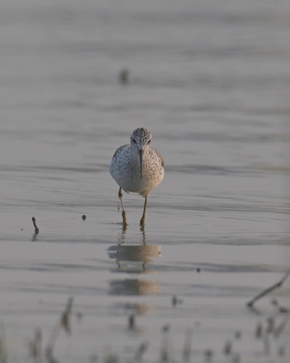 Marsh Sandpiper - ML599499561