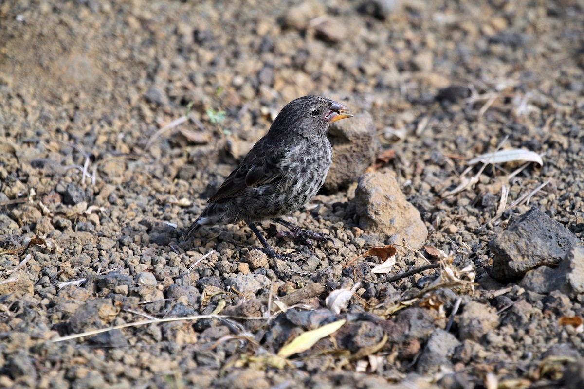 Medium Ground-Finch - ML599501011