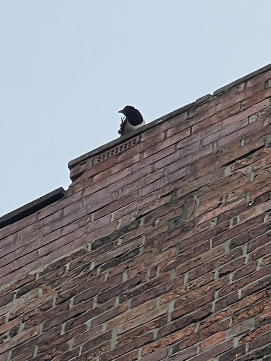 Eurasian Magpie - ML599501531