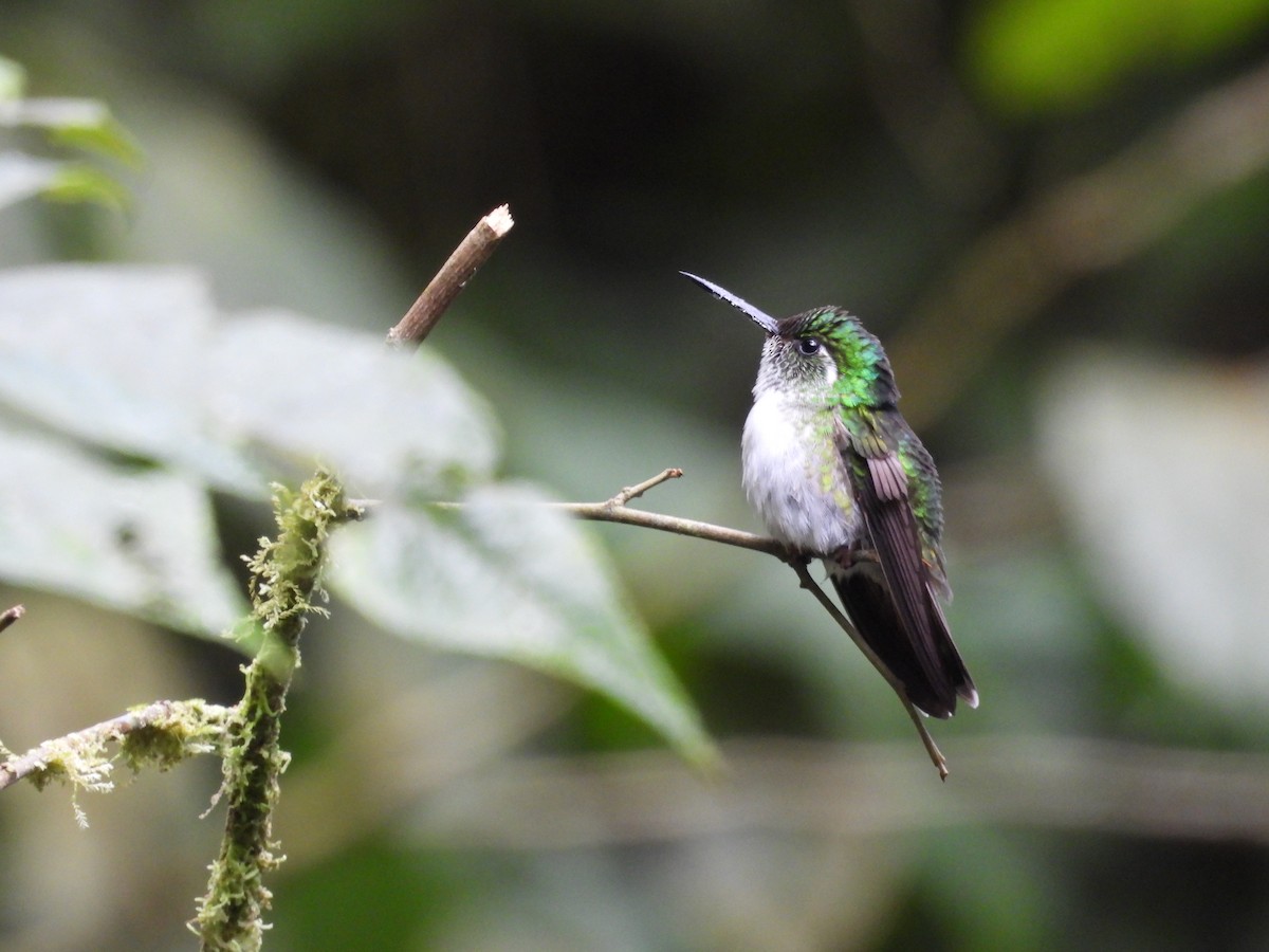 White-bellied Mountain-gem - ML599501631