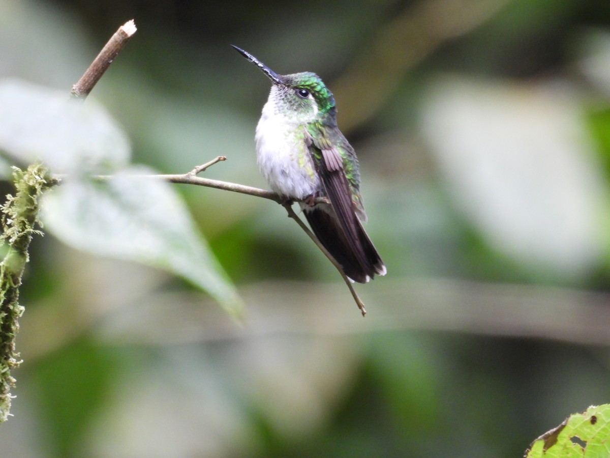 White-bellied Mountain-gem - ML599501641