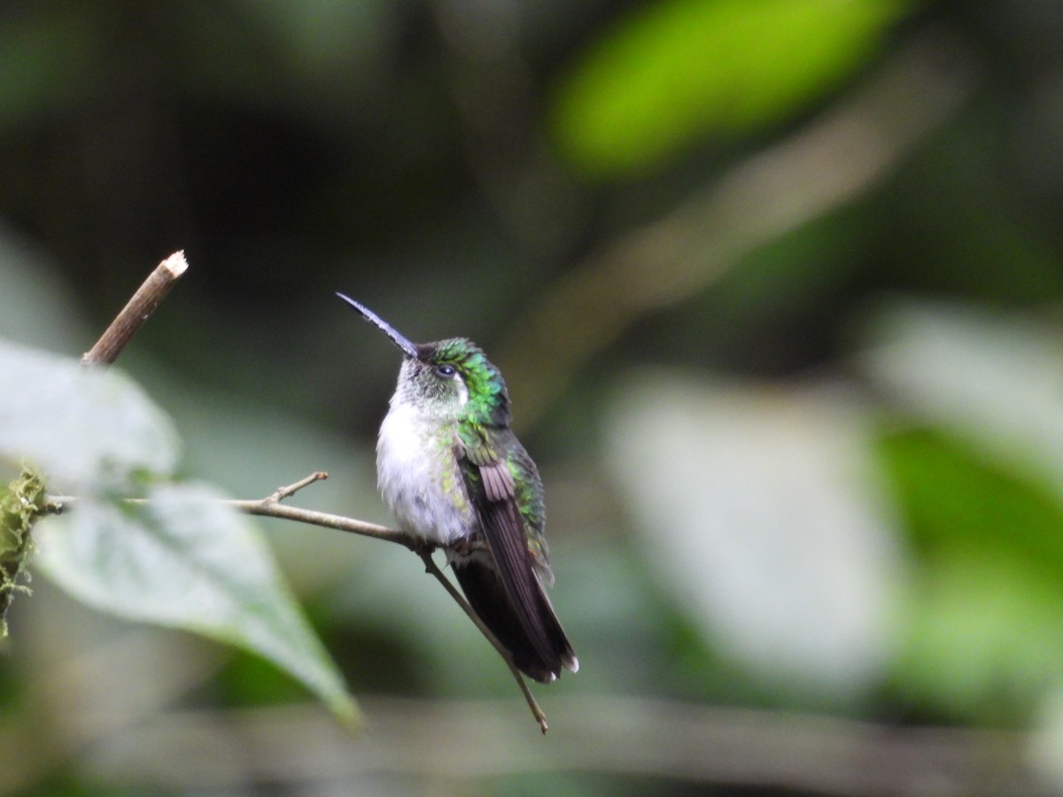 White-bellied Mountain-gem - ML599501651