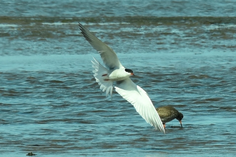 Common Tern - ML599501861