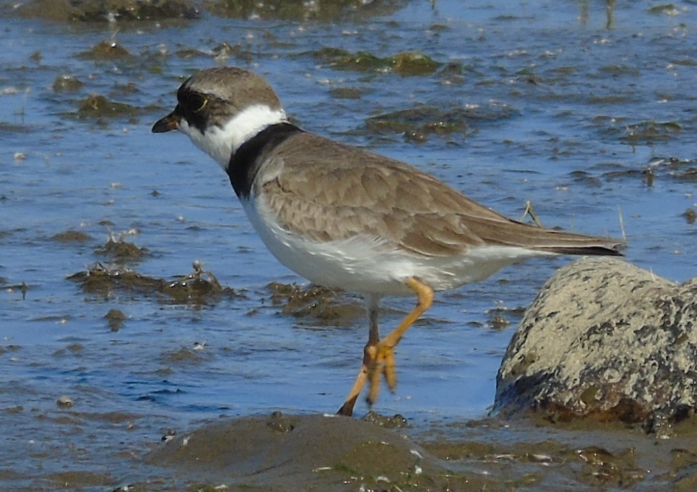 Semipalmated Plover - Mike & MerryLynn  Denny