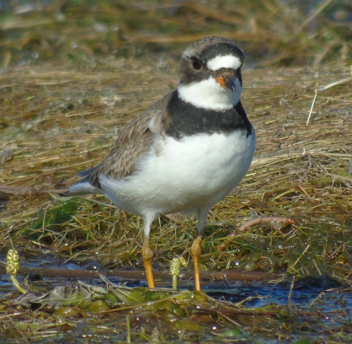 Semipalmated Plover - ML599501981