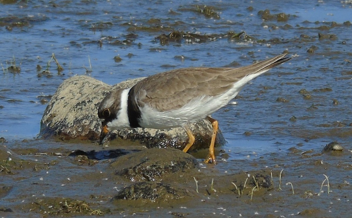 Semipalmated Plover - ML599502061